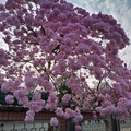 嘉義市啟智學校旁的紫色風鈴花