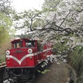 阿里山櫻花小火車