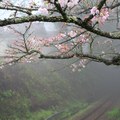 阿里山櫻花小火車