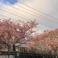 天元宮 陽明山櫻花
