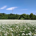 大溪韭菜花田