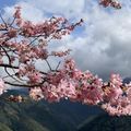 拉拉山櫻花