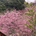拉拉山櫻花
