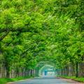 苦楝花」綠色隧道