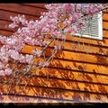 恩愛農場的櫻花粉色柔情