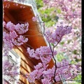 恩愛農場的櫻花粉色柔情