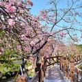 彰化芬園花卉休憩園區櫻花