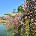 彰化芬園花卉休憩園區櫻花