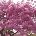 嘉義市啟智學校旁的紫色風鈴花