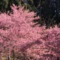 福壽山櫻花