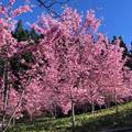 福壽山櫻花