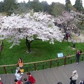 2019阿里山櫻花季