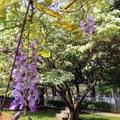 龜山大湖公園 紫藤＆流蘇花