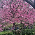 天元宮 後山 櫻花盛開