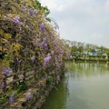 龜山大湖公園 紫藤＆流蘇花