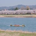 岩手縣北上市櫻花