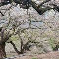 外坪頂 蔡家秘境梅園