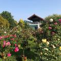 嘉義縣花田村玫瑰園