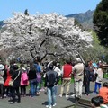 2019阿里山櫻花季