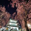 青森弘前櫻花祭