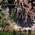 青森弘前櫻花祭