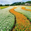 大溪月眉花彩花海