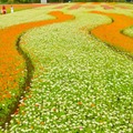 大溪月眉花彩花海