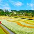 大溪月眉花彩花海