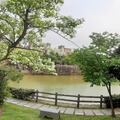 龜山大湖紀念公園紫藤與流蘇