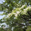 龜山大湖紀念公園紫藤與流蘇