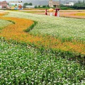 大溪月眉花彩花海