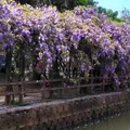 龜山大湖紀念公園紫藤與流蘇