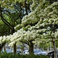 龜山大湖紀念公園紫藤與流蘇