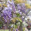 龜山大湖紀念公園紫藤與流蘇