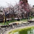 彰化賞櫻）2019芬園花卉生產休憩園區