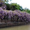 龜山大湖紀念公園紫藤與流蘇