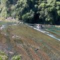 坪林逮魚堀觀魚步道