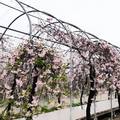 彰化賞櫻）2019芬園花卉生產休憩園區