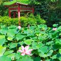  台北植物園蓮花