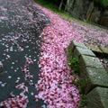 飄落花瓣形成粉紅花毯