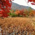 嵯峨野-竹林漫步散策、天龍寺、嵐山渡月橋