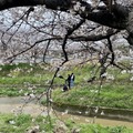 大和高田市櫻花。