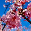 阿里山公路旁山櫻花