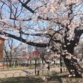 大阪美麗櫻花