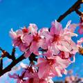 阿里山公路旁山櫻花
