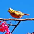 冠羽畫眉等鳥 ~杉林溪園區