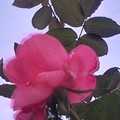士林玫瑰