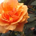 士林玫瑰