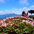 合歡東峰   高山杜鵑