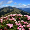 合歡東峰   高山杜鵑